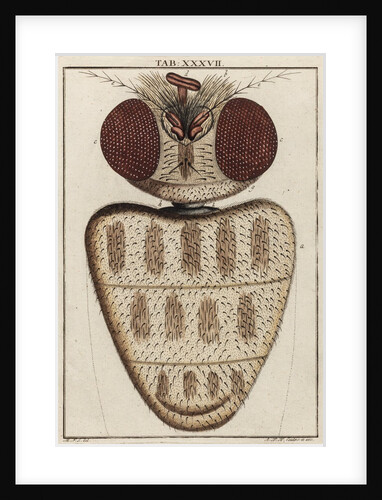 Fly head by Adam Wolfgang Winterschmidt