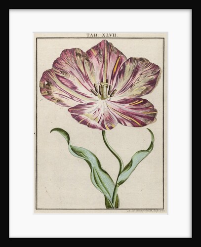 Tulip by Adam Wolfgang Winterschmidt