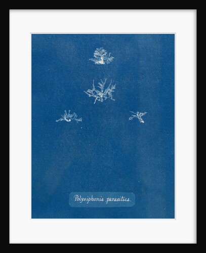 Polysiphonia parasitica by Anna Atkins