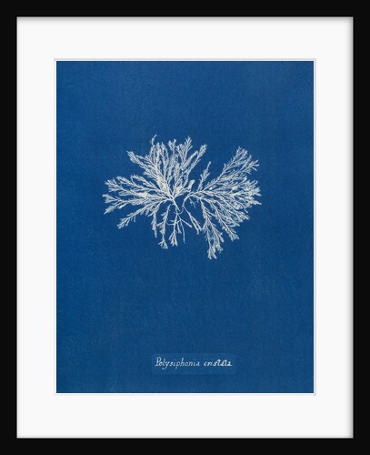 Polysiphonia cristata by Anna Atkins