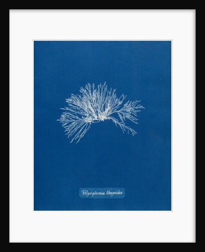 Verebrata thuyoides by Anna Atkins