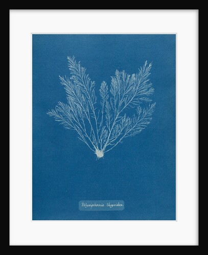 Verebrata thuyoides by Anna Atkins