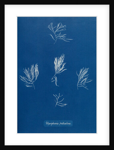 Verebrata fruticulosa by Anna Atkins