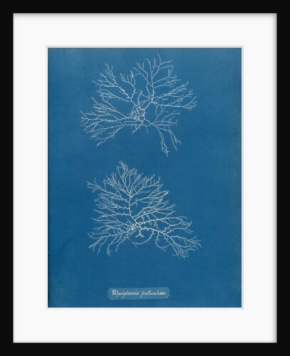 Verebrata fruticulosa by Anna Atkins