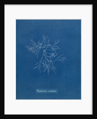 Verebrata subulifera by Anna Atkins