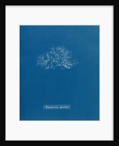 Leptosiphonia fibrillosa by Anna Atkins