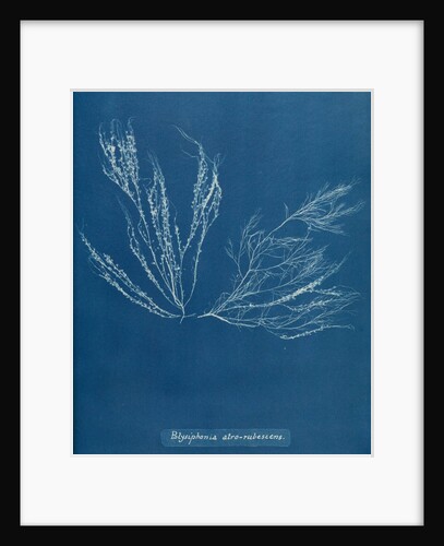 Polysiphonia nigra by Anna Atkins