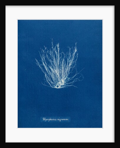 Polysiphonia nigrescens by Anna Atkins