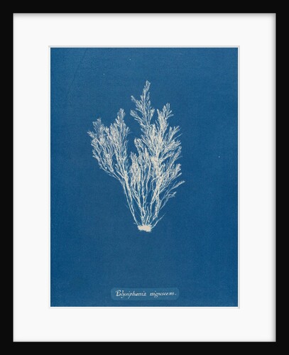 Polysiphonia nigrescens by Anna Atkins