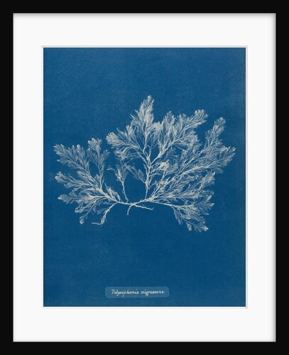 Polysiphonia nigrescens by Anna Atkins