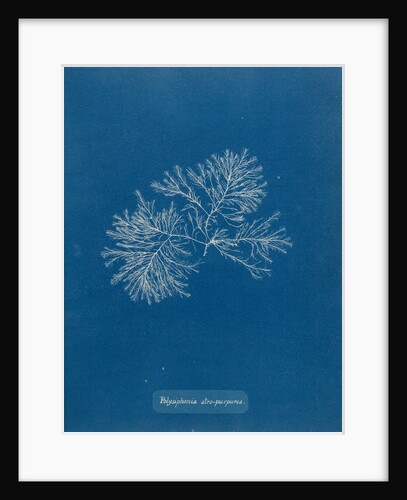 Polysiphonia nigrescens by Anna Atkins