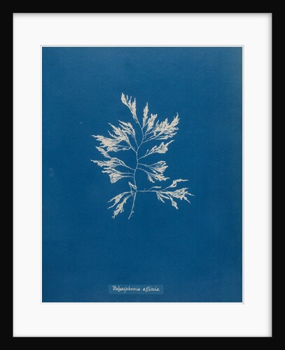 Vertebrata fucoides by Anna Atkins
