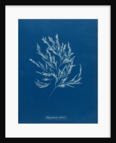 Vertebrata fucoides by Anna Atkins