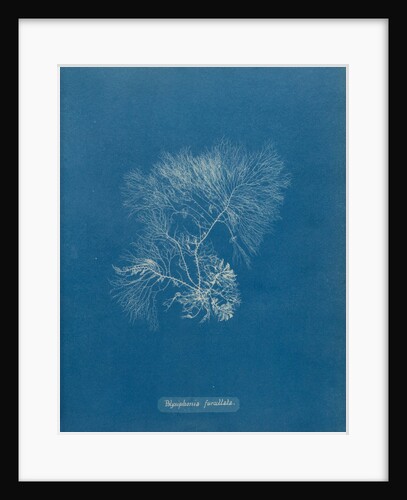 Vertebrata furcellata by Anna Atkins