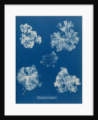 Polysiphonia lanosa by Anna Atkins
