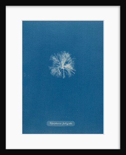 Polysiphonia lanosa by Anna Atkins
