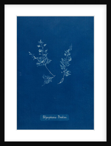 Leptosiphonia brodiei by Anna Atkins