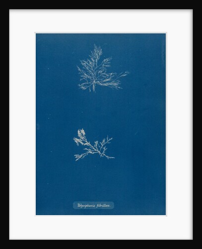 Leptosiphonia fibrillosa by Anna Atkins