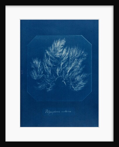 Vertebrata fucoides by Anna Atkins