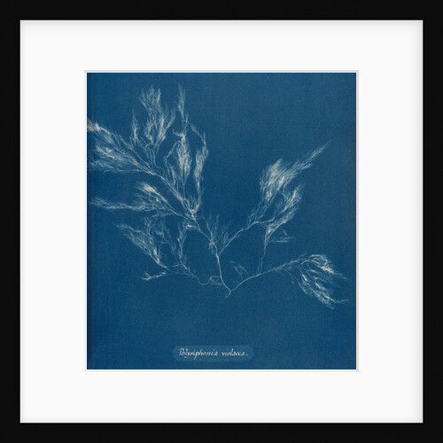 Vertebrata fucoides by Anna Atkins