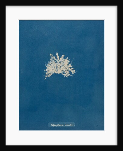 Polysiphonia subcontorta by Anna Atkins
