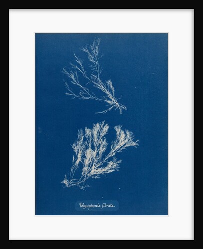 Polysiphonia fibrata by Anna Atkins