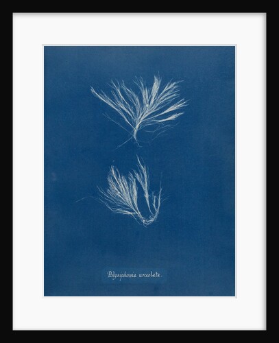 Polysiphonia stricta by Anna Atkins