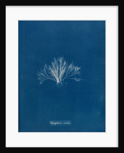 Polysiphonia stricta by Anna Atkins