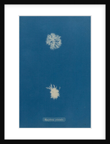 Polysiphonia pulvinata by Anna Atkins