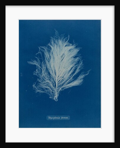 Polysiphonia stricta by Anna Atkins