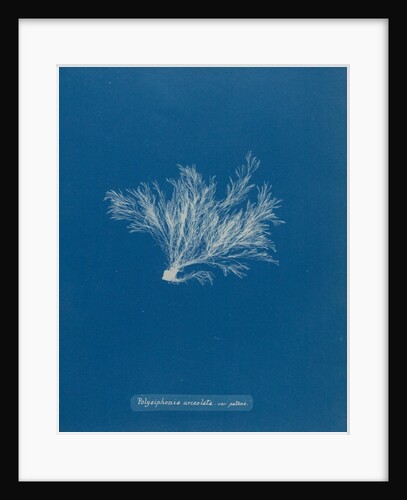 Polysiphonia stricta by Anna Atkins