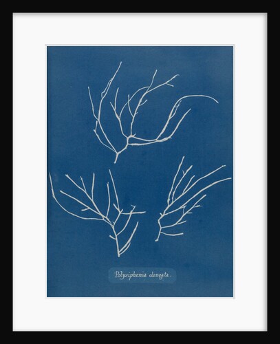 Carradoriella elongata by Anna Atkins