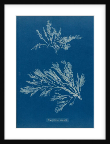 Carradoriella elongata by Anna Atkins