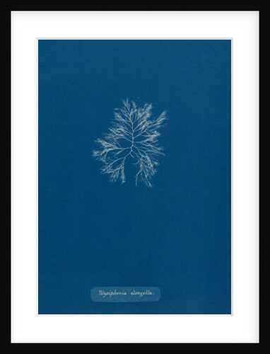 Carradoriella elongella by Anna Atkins