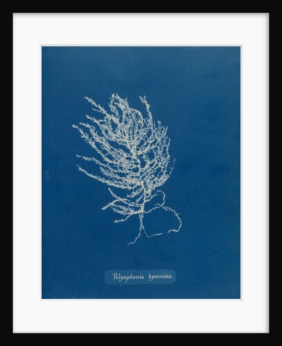 Brongniartella byssoides by Anna Atkins