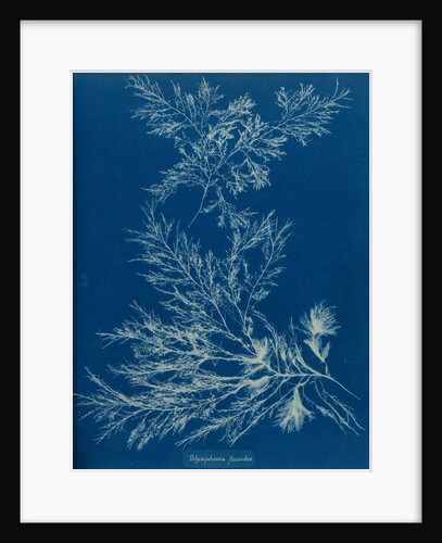 Vertebrata fucoides by Anna Atkins