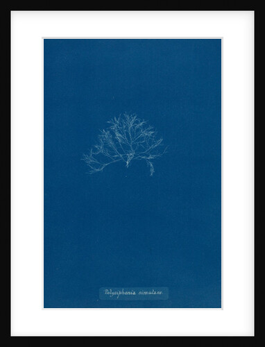 Vertebrata simulans by Anna Atkins