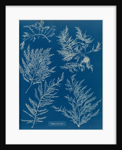 Heterosiphonia plumosa by Anna Atkins