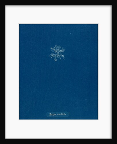 Dasya ocellata by Anna Atkins