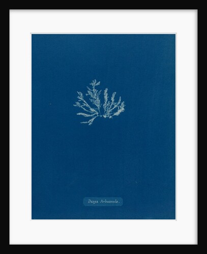 Dasya arbuscula by Anna Atkins