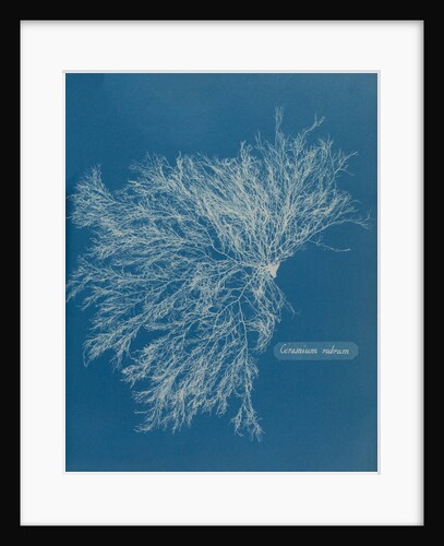 Ceramium virgatum by Anna Atkins