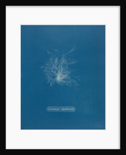 Ceramium diaphanum by Anna Atkins