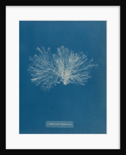 Ceramium diaphanum by Anna Atkins