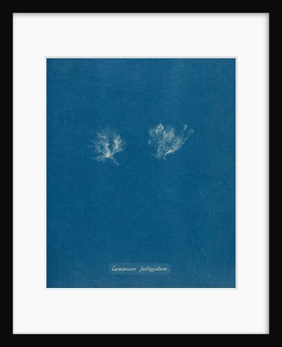 Ceramium cimbricum by Anna Atkins