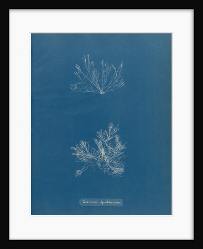 Ceramium deslongchampsii by Anna Atkins