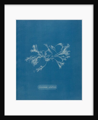 Ceramium ciliatum by Anna Atkins