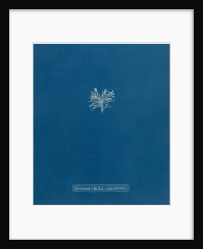 Ceramium shuttleworthianum by Anna Atkins