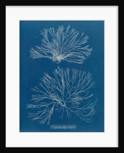 Ceramium botryocarpum by Anna Atkins