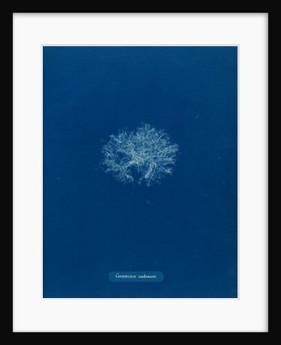 Ceramium diaphanum by Anna Atkins