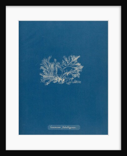 Ceramium gaditanum by Anna Atkins